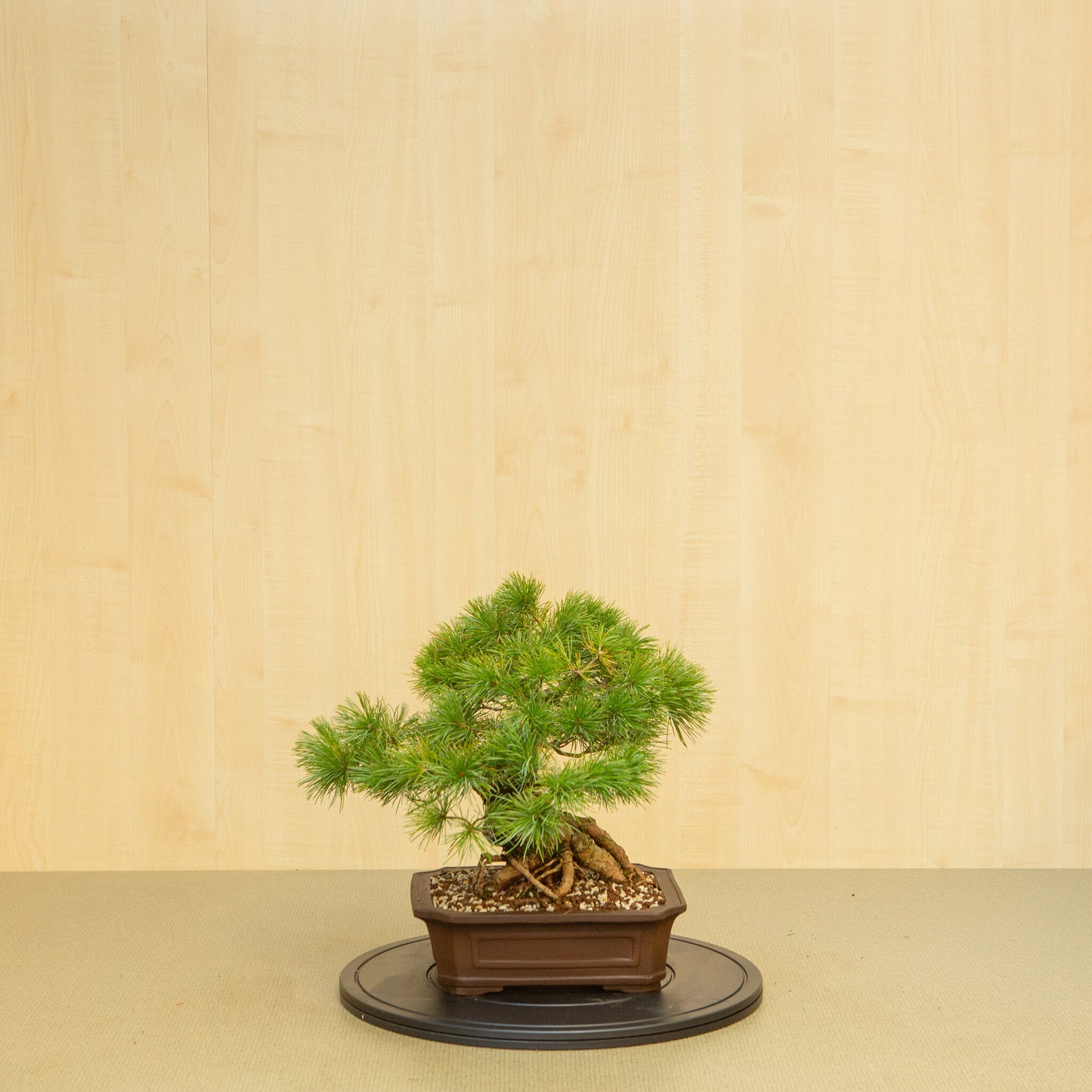 Bonsaï d'extérieur Pinus parviflora, pot Mokko non émaillé de 26 cm, hauteur ~37 cm