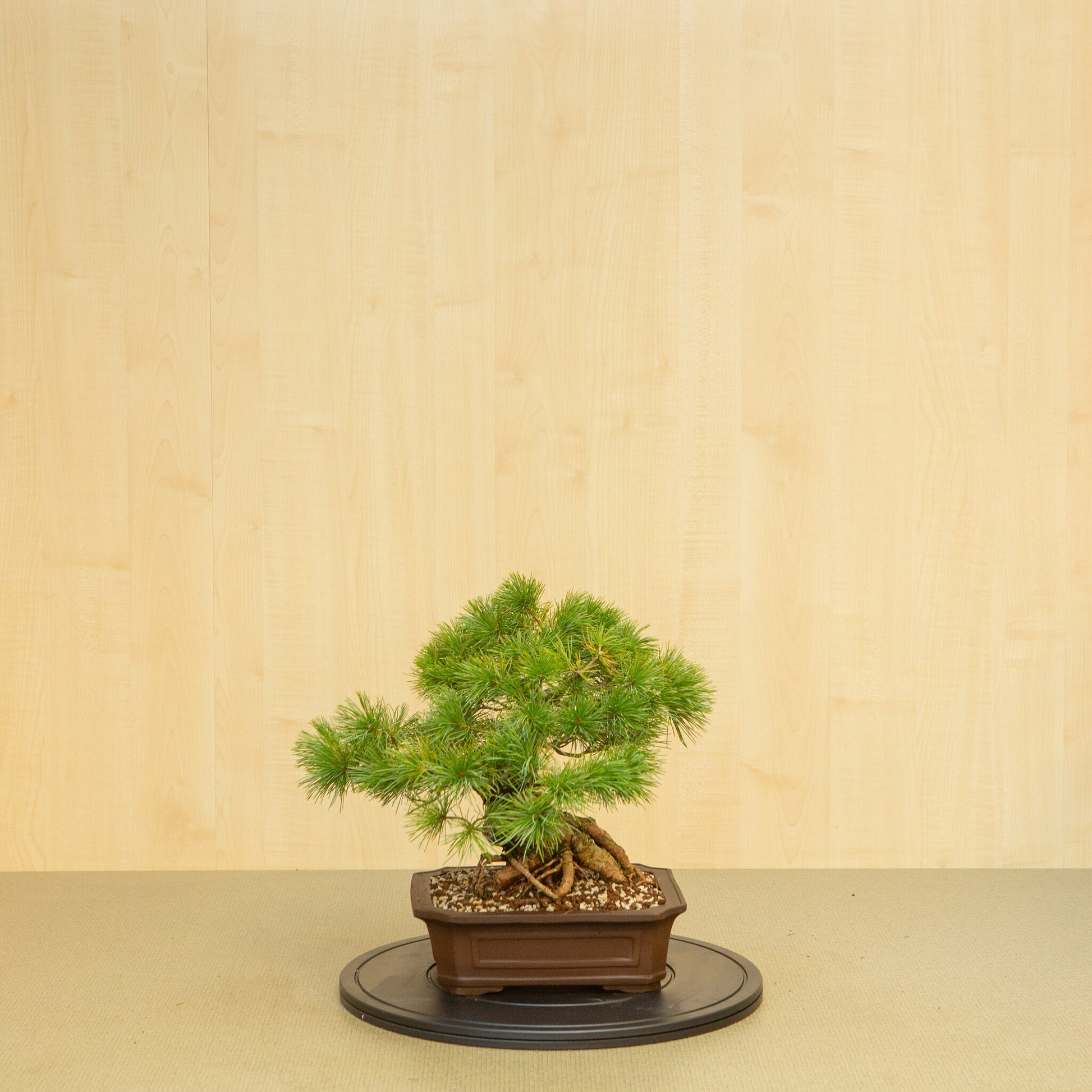 Bonsaï d'extérieur Pinus parviflora, pot Mokko non émaillé de 26 cm, hauteur ~37 cm