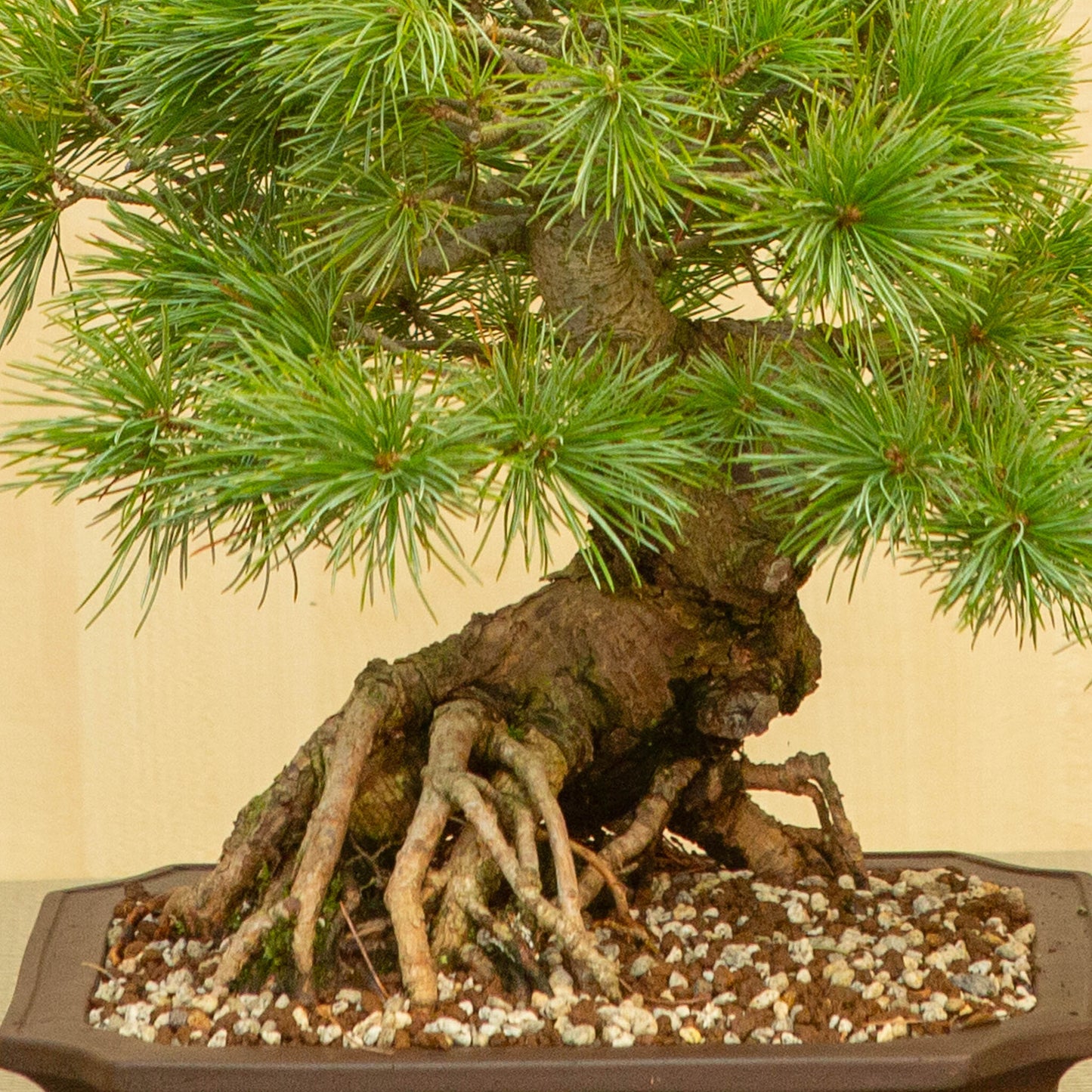 Bonsaï d'extérieur Pinus parviflora, pot Mokko non émaillé de 26 cm, hauteur ~37 cm