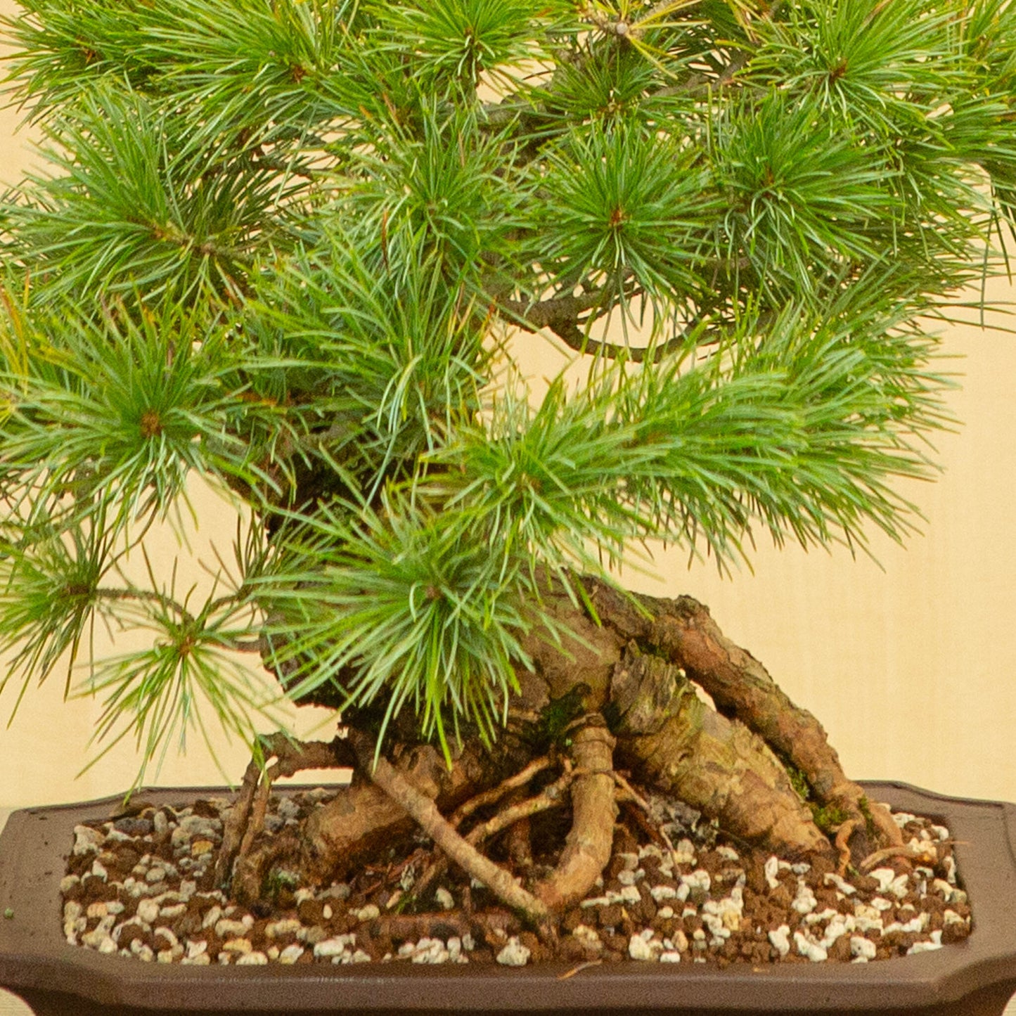 Bonsaï d'extérieur Pinus parviflora, pot Mokko non émaillé de 26 cm, hauteur ~37 cm