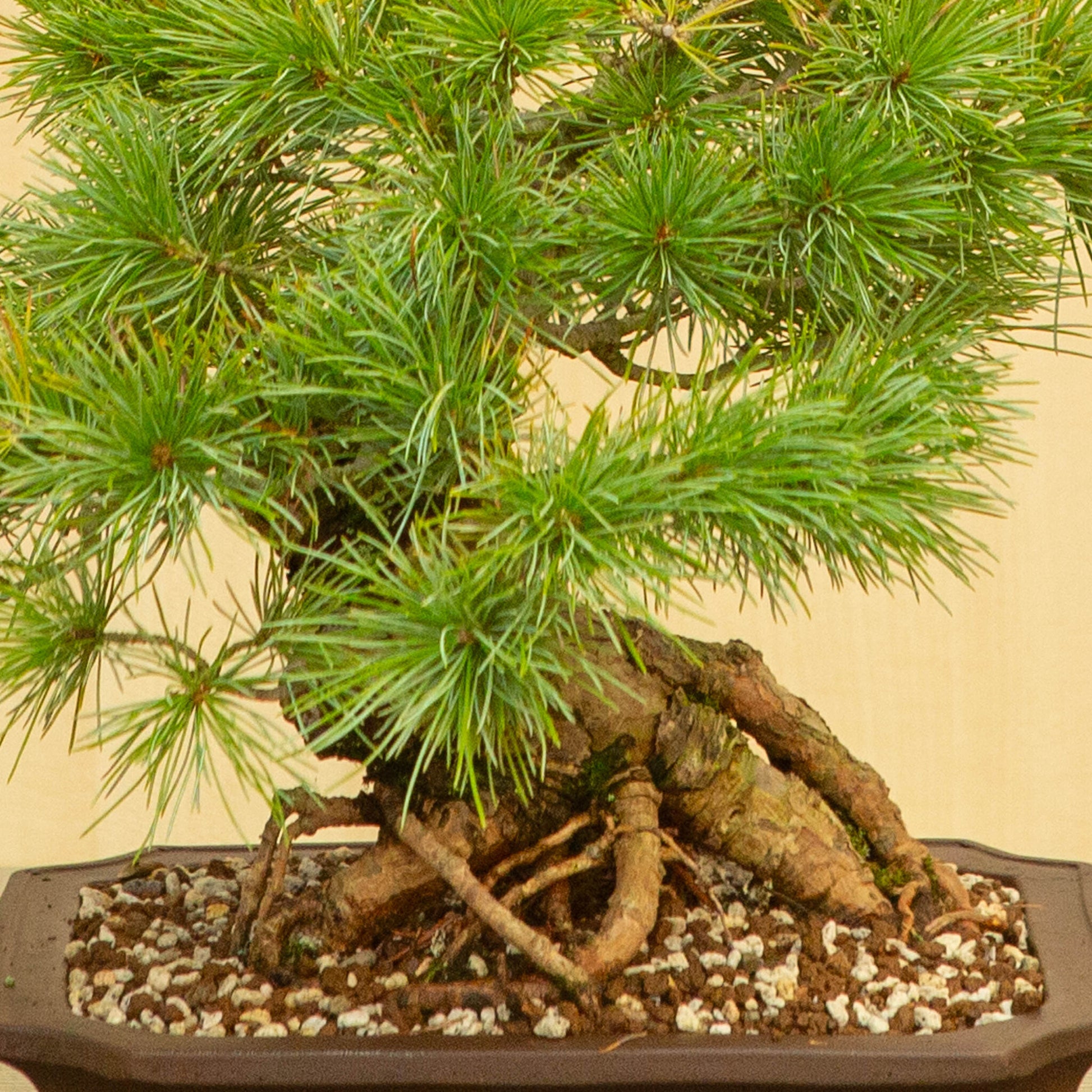 Bonsaï d'extérieur Pinus parviflora, pot Mokko non émaillé de 26 cm, hauteur ~37 cm