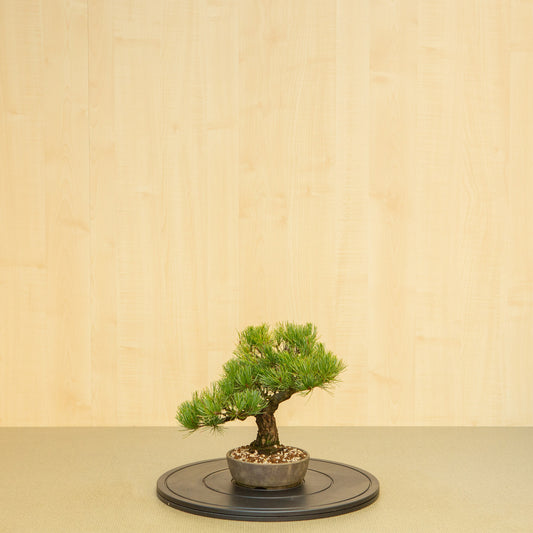 Buiten Bonsai Pinus parviflora ongeglazuurde ronde pot 16 cm, hoogte ~30 cm