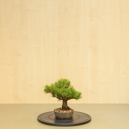 Buiten Bonsai Pinus parviflora ongeglazuurde ronde pot 16 cm, hoogte ~30 cm