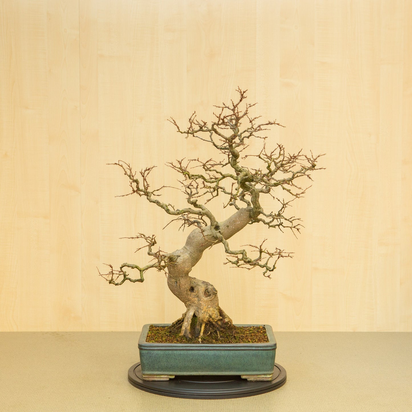 Bonsaï d'extérieur Carpinus coreana, pot rectangulaire bleu-vert de 34 cm, hauteur ~ 72 cm