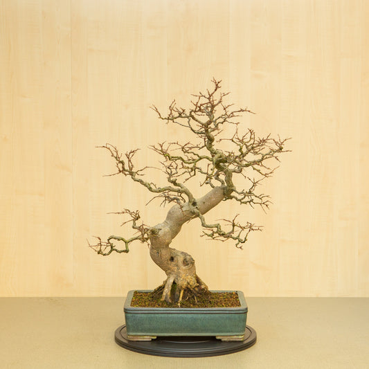 Bonsaï d'extérieur Carpinus coreana, pot rectangulaire bleu-vert de 34 cm, hauteur ~ 72 cm