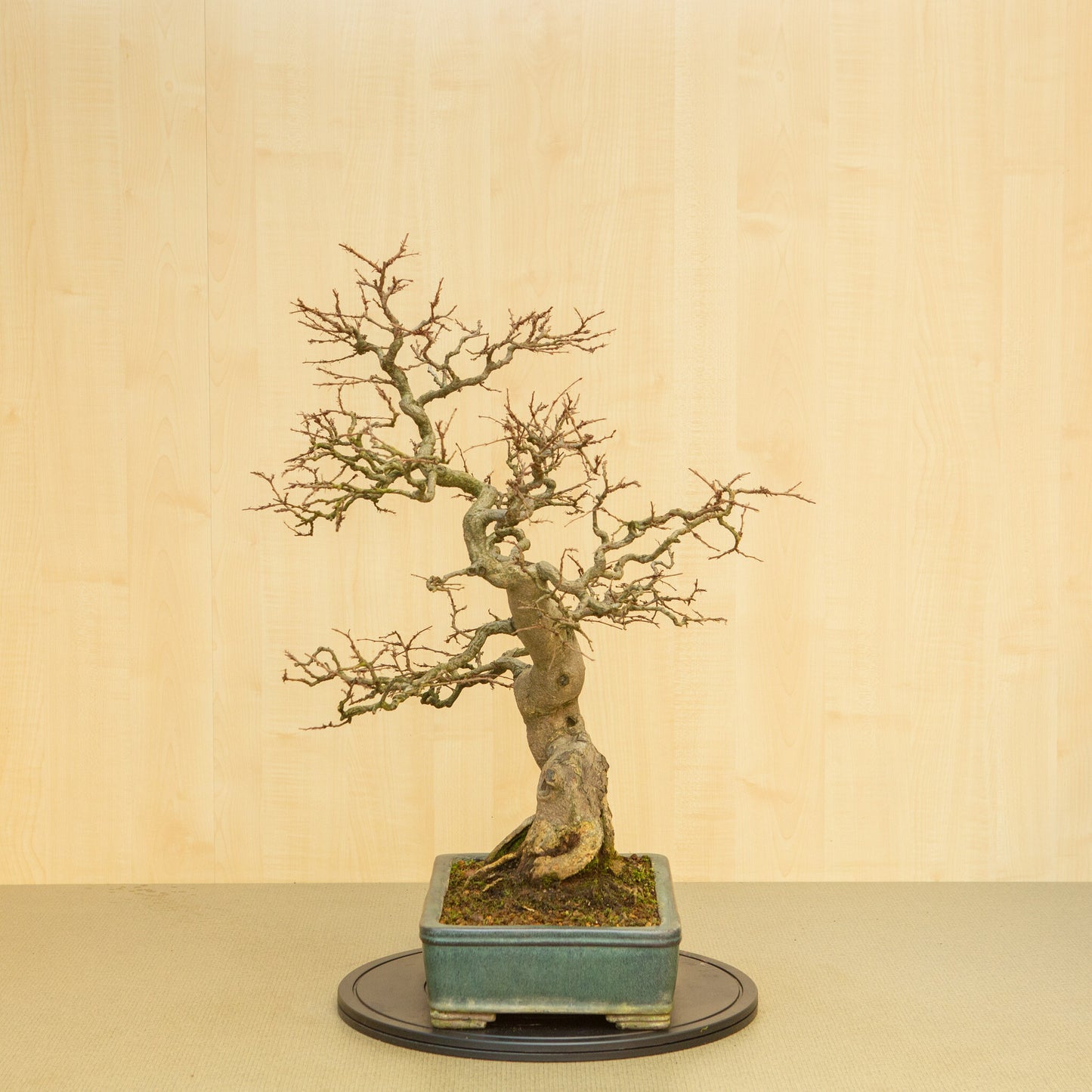 Bonsaï d'extérieur Carpinus coreana, pot rectangulaire bleu-vert de 34 cm, hauteur ~ 72 cm