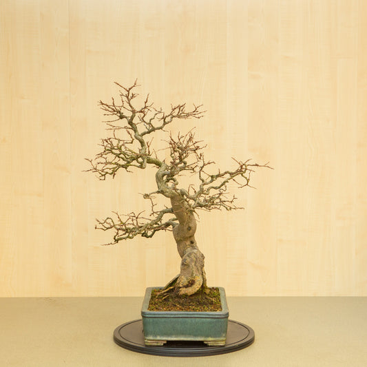 Bonsaï d'extérieur Carpinus coreana, pot rectangulaire bleu-vert de 34 cm, hauteur ~ 72 cm