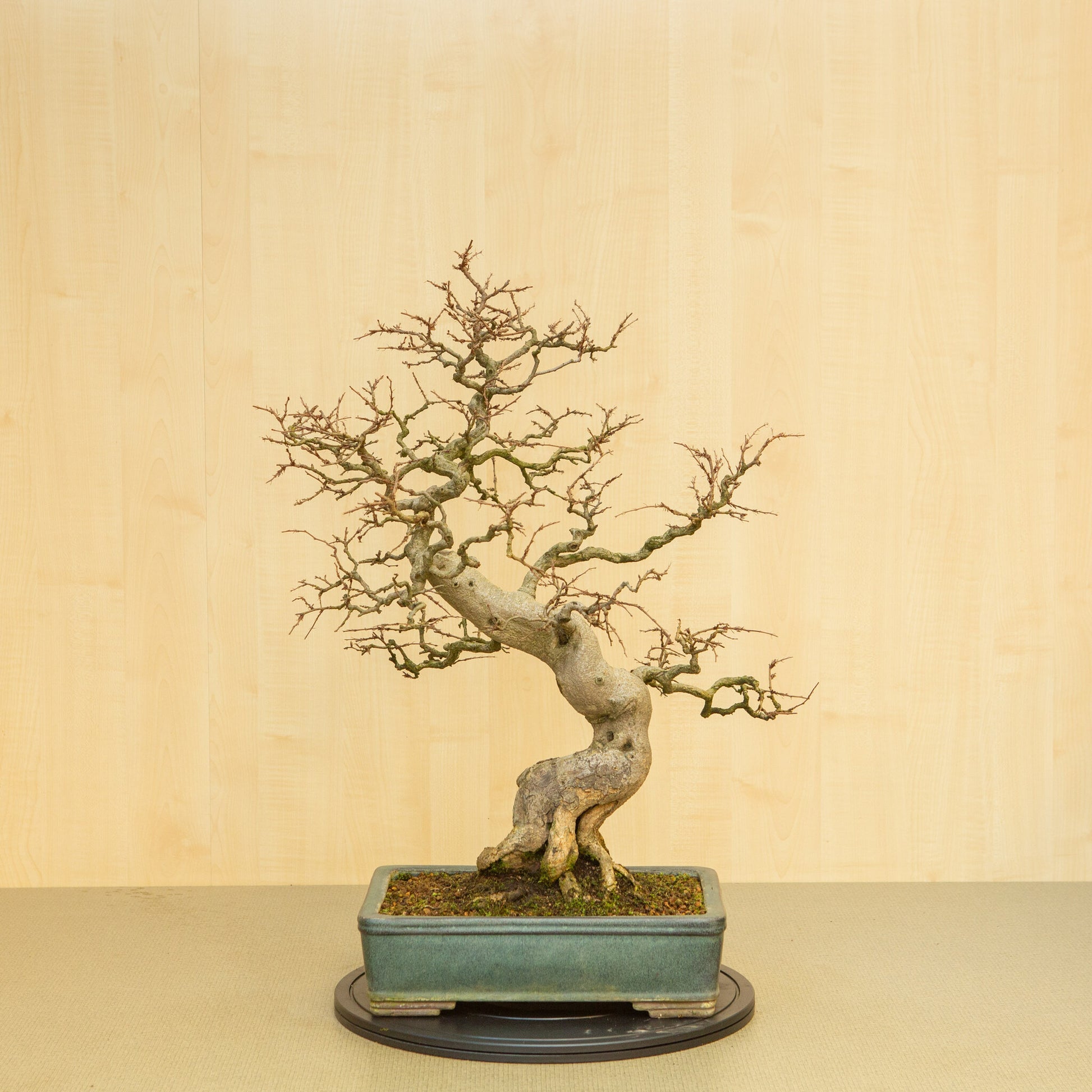 Bonsaï d'extérieur Carpinus coreana, pot rectangulaire bleu-vert de 34 cm, hauteur ~ 72 cm