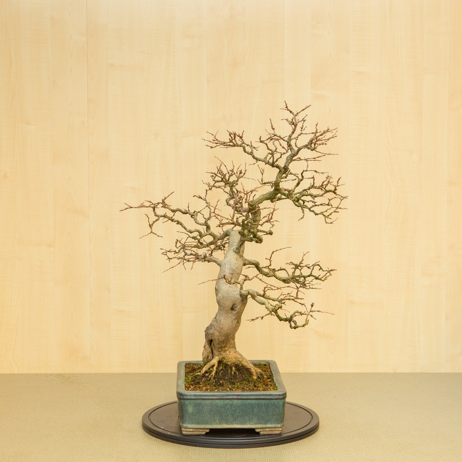 Bonsaï d'extérieur Carpinus coreana, pot rectangulaire bleu-vert de 34 cm, hauteur ~ 72 cm