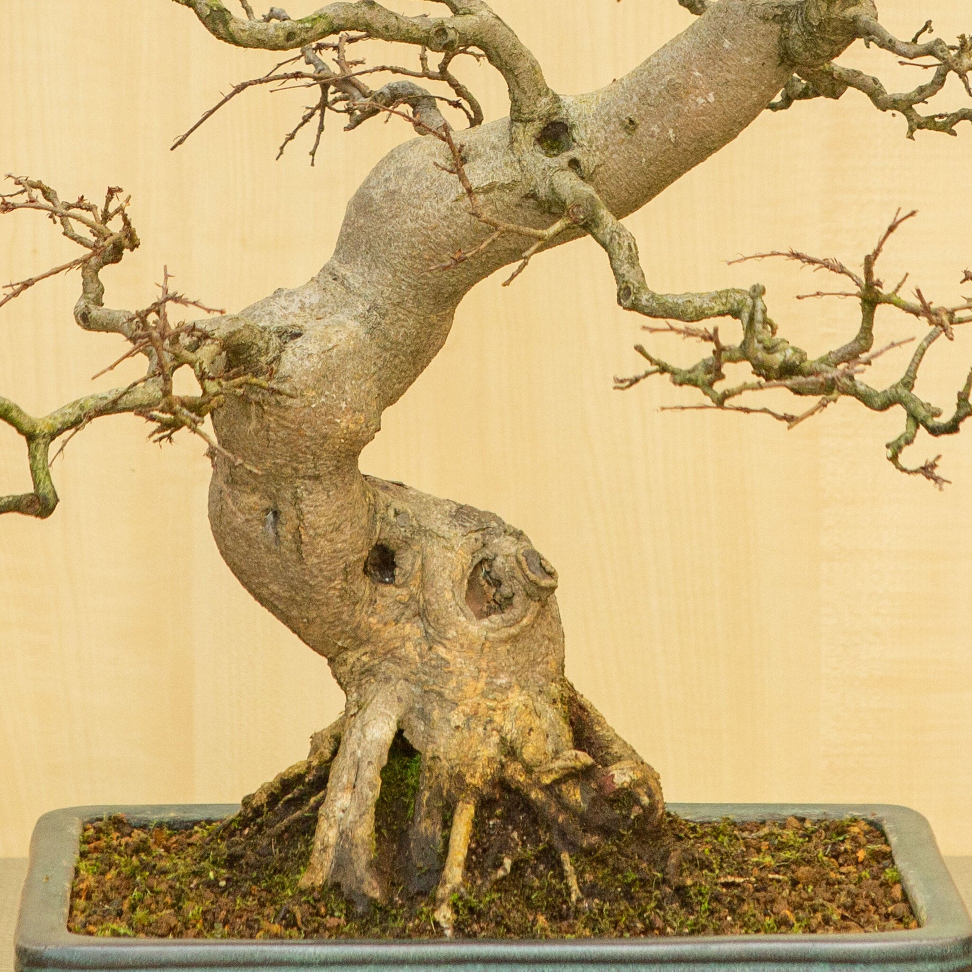 Bonsaï d'extérieur Carpinus coreana, pot rectangulaire bleu-vert de 34 cm, hauteur ~ 72 cm