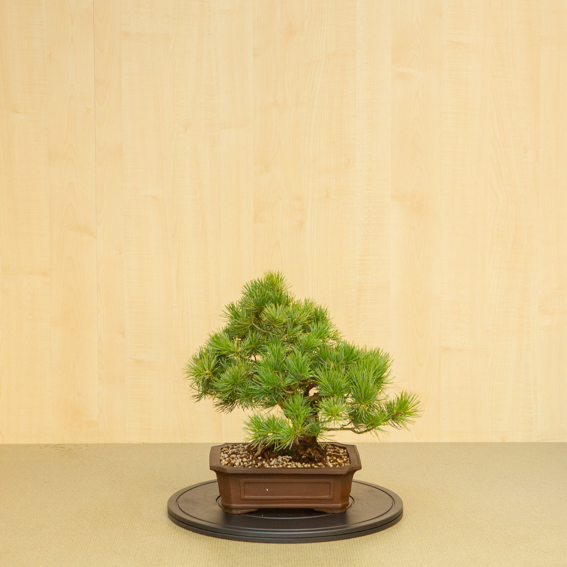 Bonsaï d'extérieur Pinus parviflora, pot Mokko non émaillé de 25 cm, hauteur ~39 cm