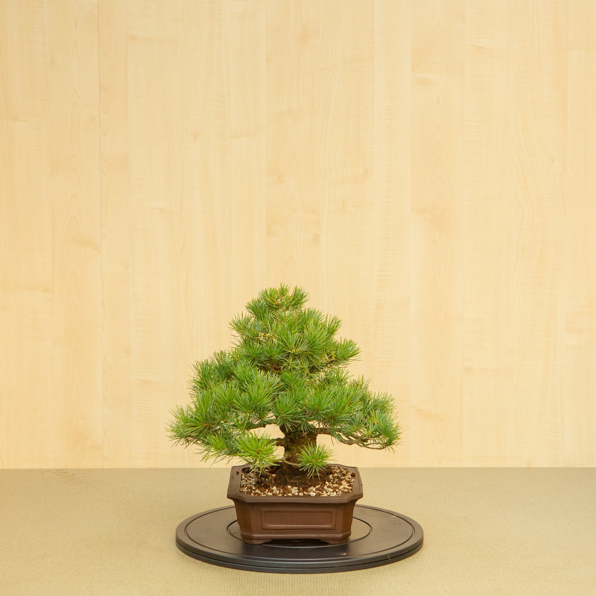 Bonsaï d'extérieur Pinus parviflora, pot Mokko non émaillé de 25 cm, hauteur ~39 cm