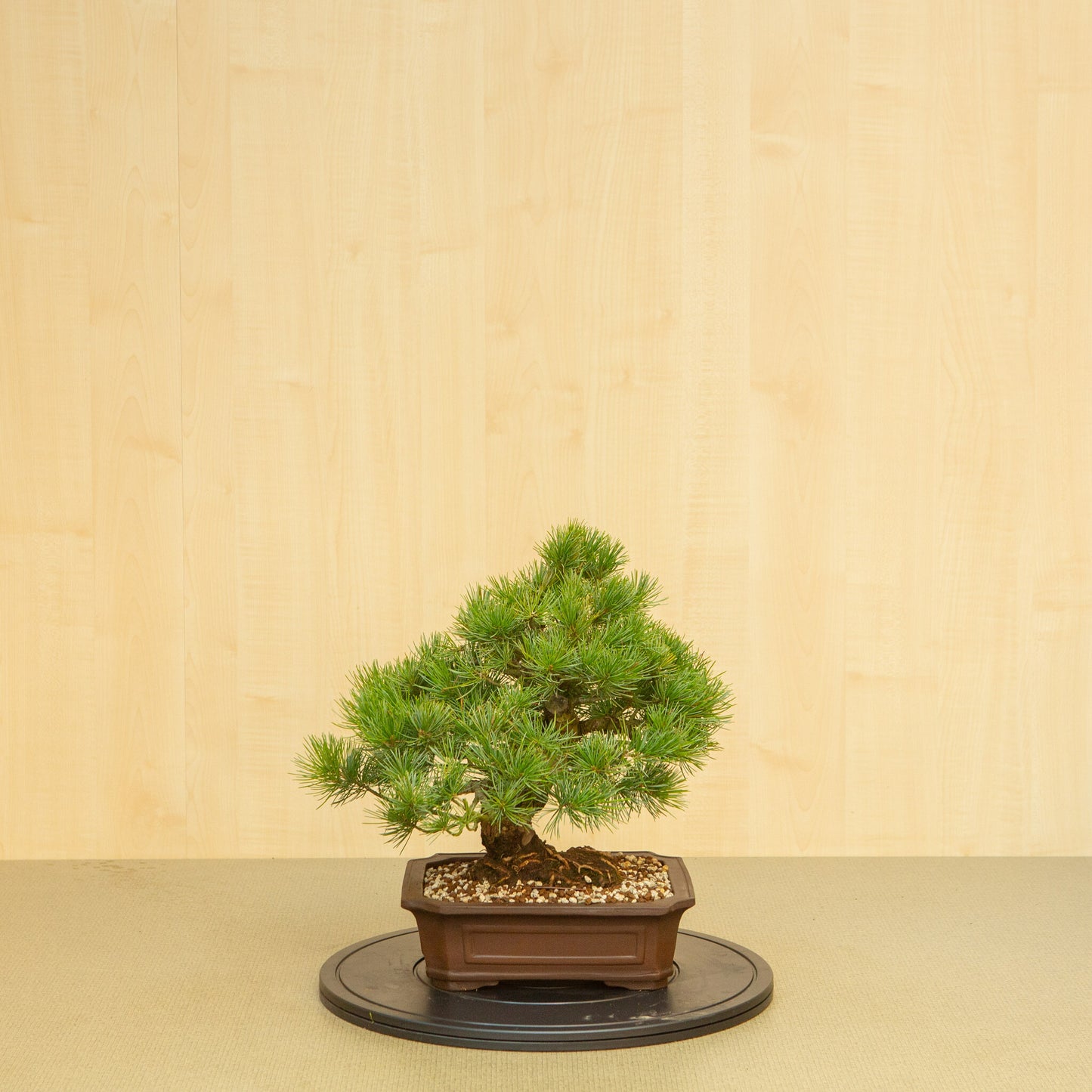 Bonsaï d'extérieur Pinus parviflora, pot Mokko non émaillé de 25 cm, hauteur ~39 cm