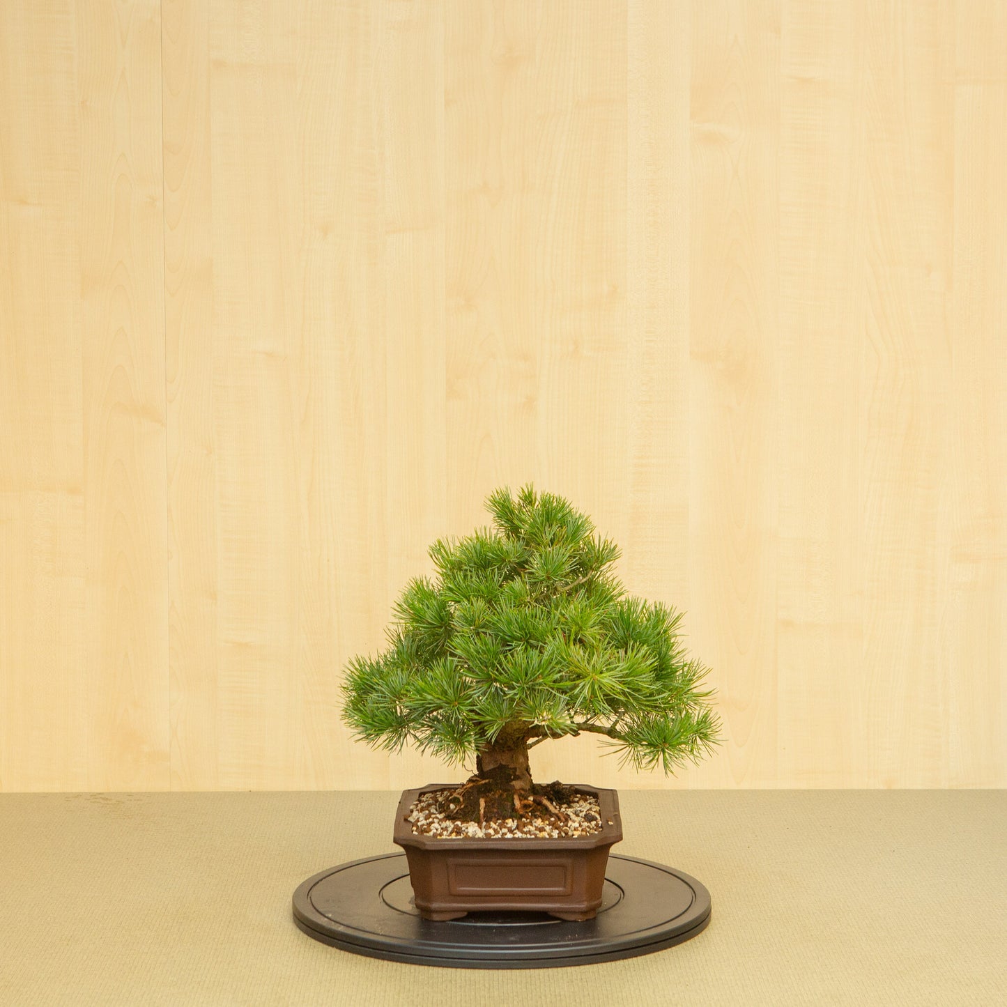 Bonsaï d'extérieur Pinus parviflora, pot Mokko non émaillé de 25 cm, hauteur ~39 cm