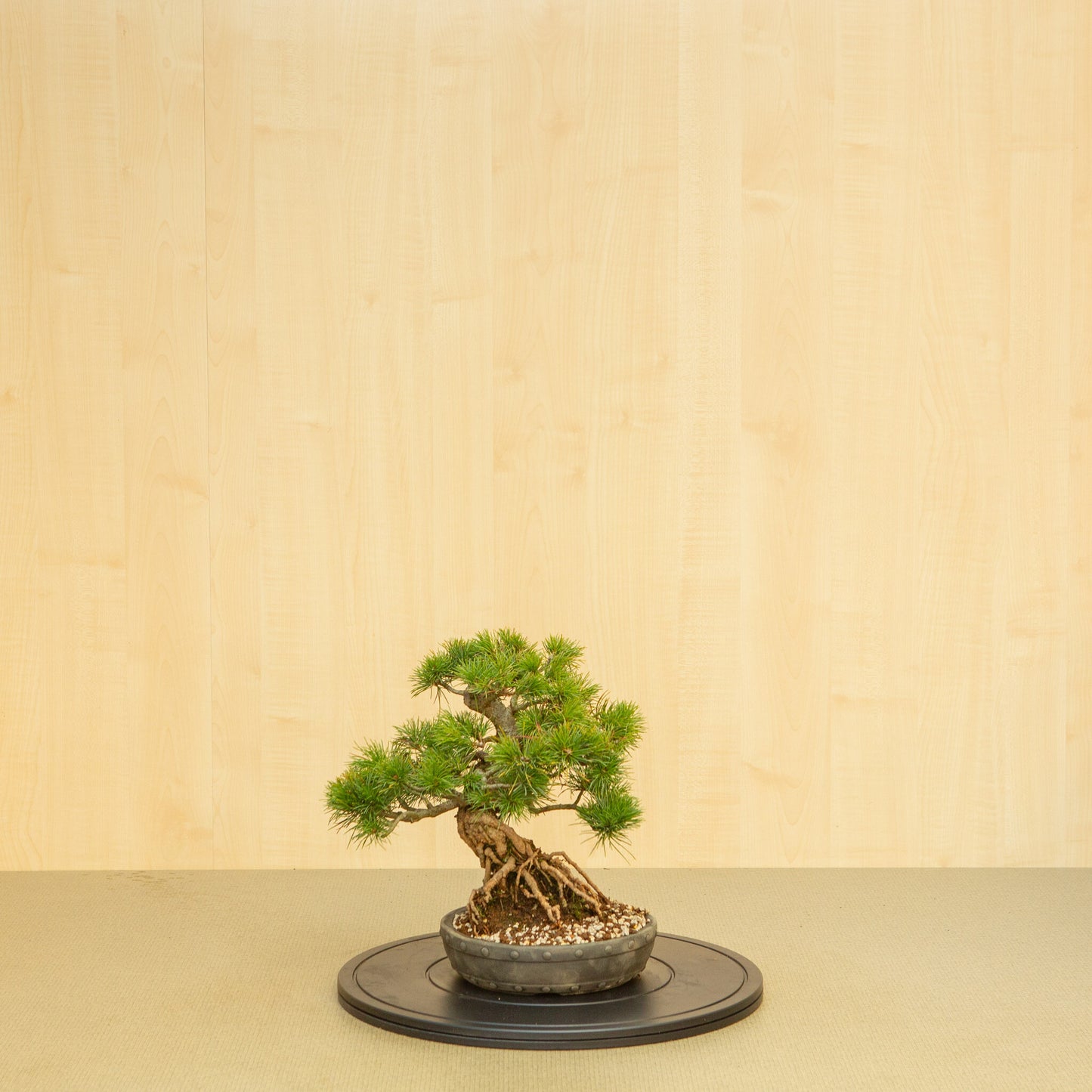 Bonsaï d'extérieur Pinus parviflora, pot rond non émaillé de 20 cm, hauteur ~32 cm