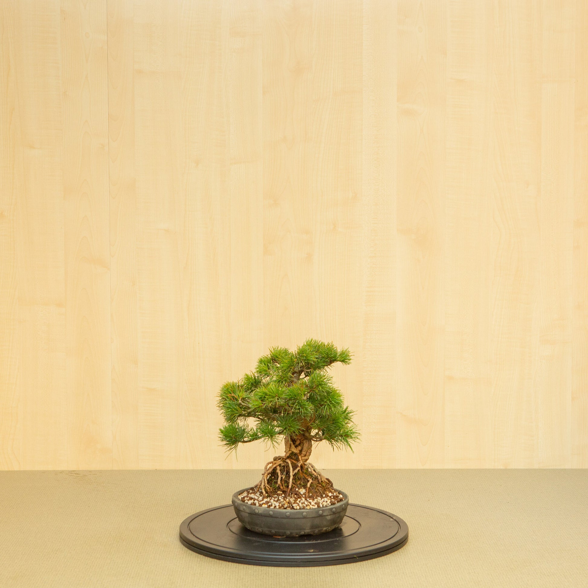 Bonsaï d'extérieur Pinus parviflora, pot rond non émaillé de 20 cm, hauteur ~32 cm