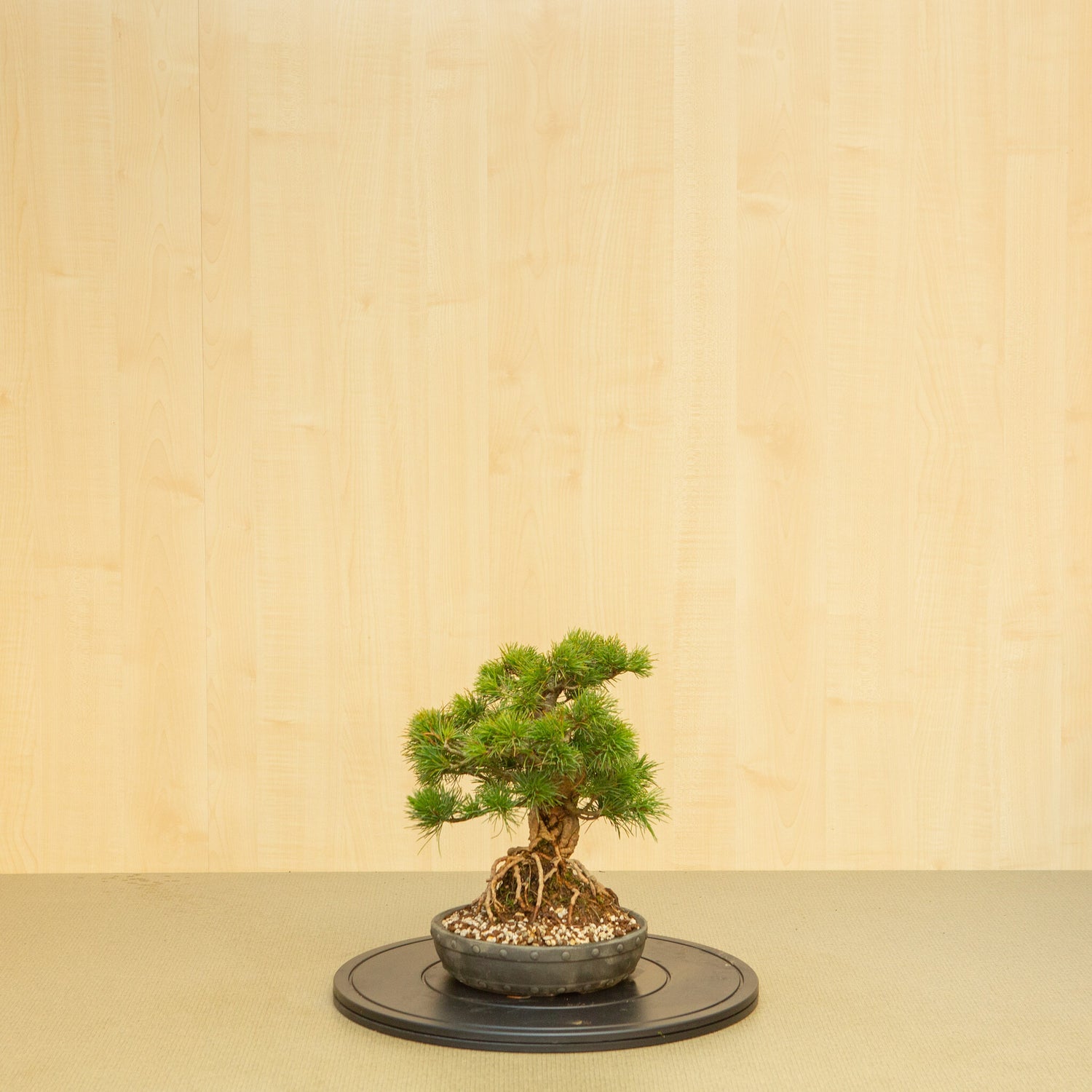 Buiten Bonsai Pinus parviflora ongeglazuurde ronde trommel pot 20 cm, hoogte ~32 cm