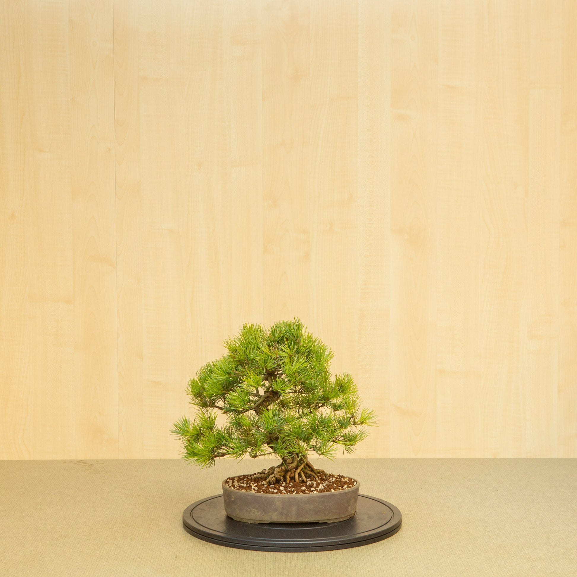 Bonsaï d'extérieur Pinus parviflora, pot ovale non émaillé de 25 cm, hauteur ~37 cm