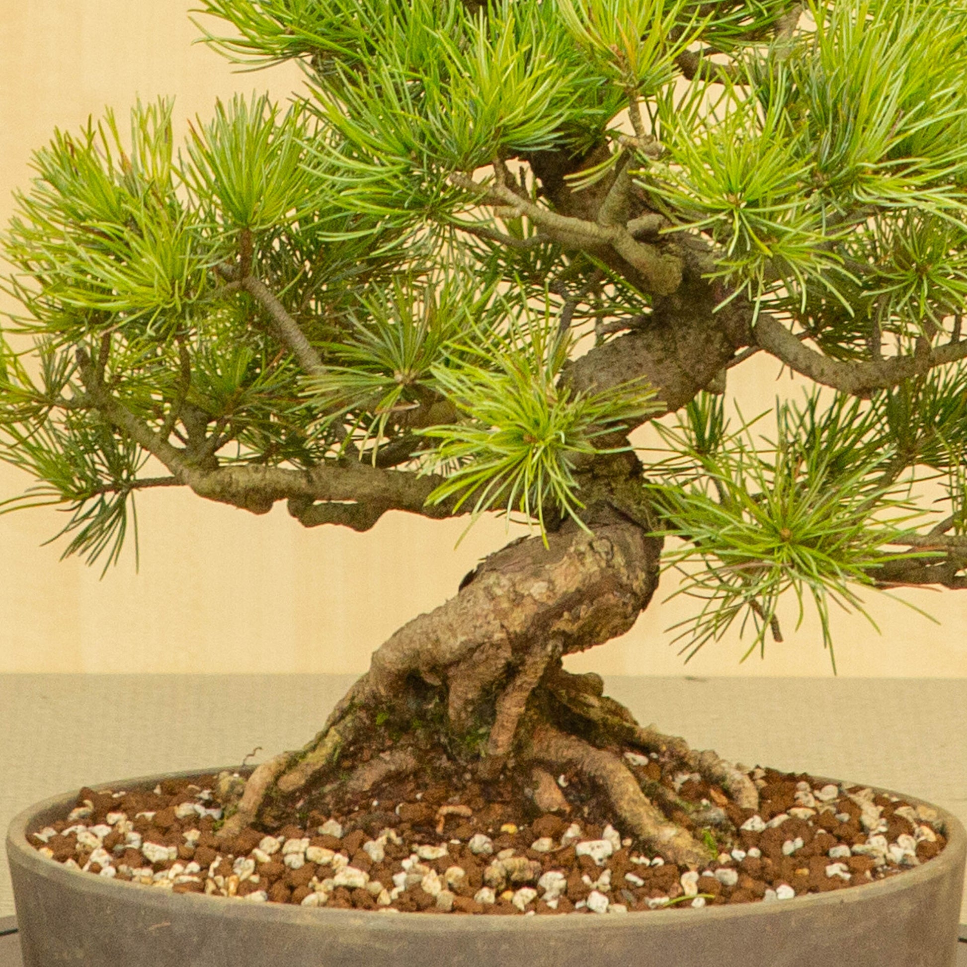Bonsaï d'extérieur Pinus parviflora, pot ovale non émaillé de 25 cm, hauteur ~37 cm