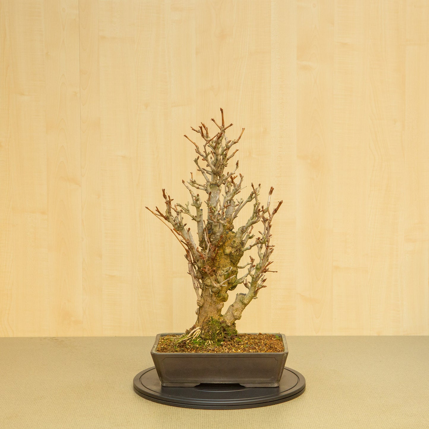 Bonsaï d'extérieur Ginkgo biloba, pot rectangulaire non émaillé, 32 cm, hauteur ~63 cm