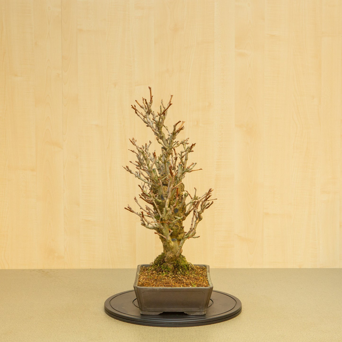 Bonsaï d'extérieur Ginkgo biloba, pot rectangulaire non émaillé, 32 cm, hauteur ~63 cm