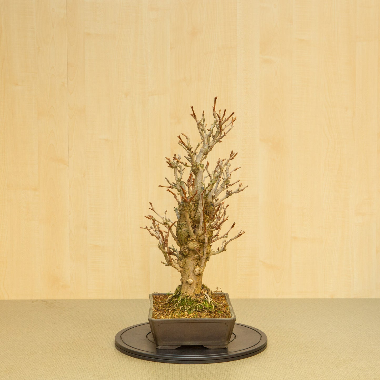 Bonsaï d'extérieur Ginkgo biloba, pot rectangulaire non émaillé, 32 cm, hauteur ~63 cm