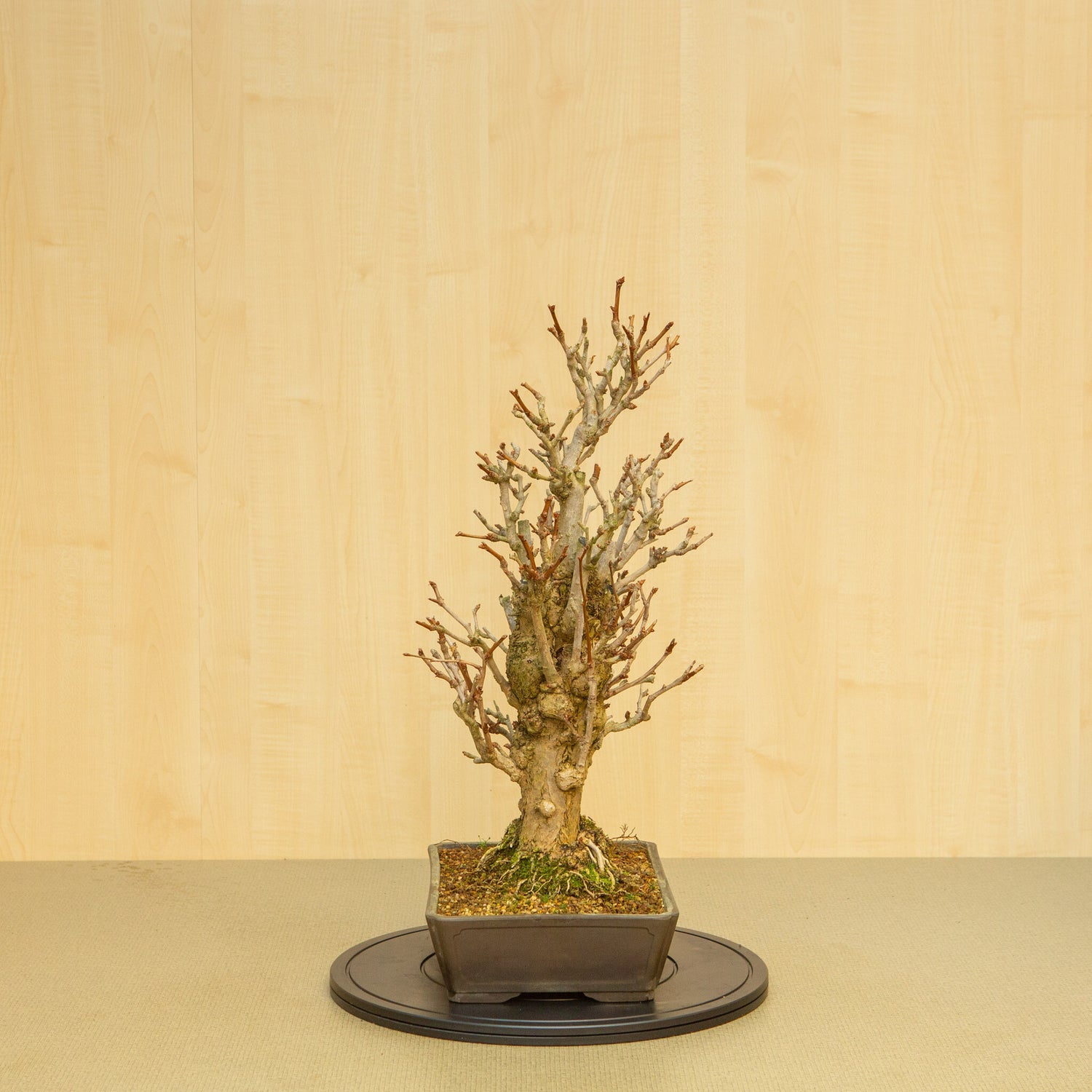 Buiten Bonsai Ginkgo biloba ongeglazuurde rechthoekige pot 32 cm, hoogte ~63 cm