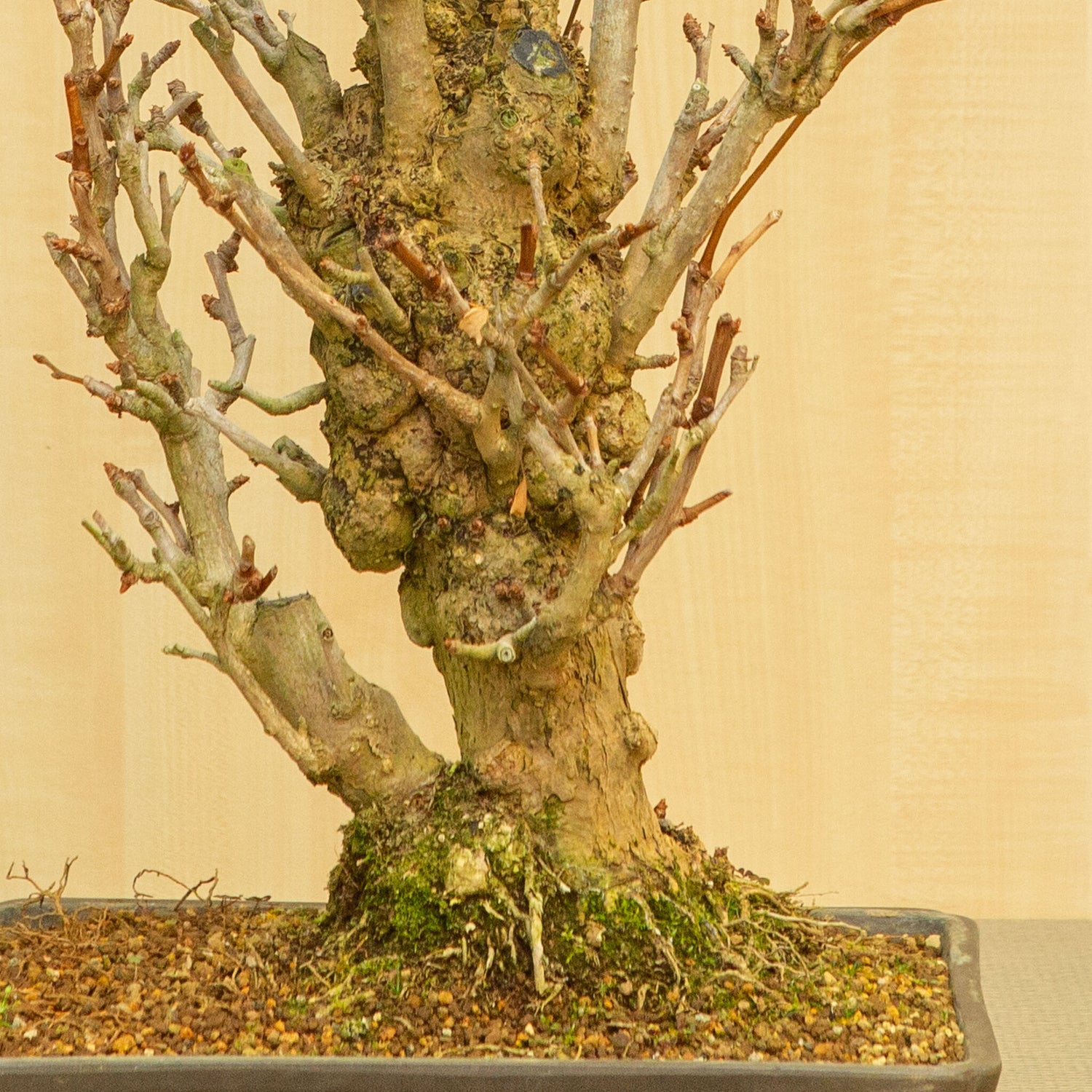 Buiten Bonsai Ginkgo biloba ongeglazuurde rechthoekige pot 32 cm, hoogte ~63 cm