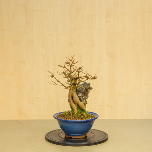 Buiten Bonsai Acer buergerianum met steenblauwe ovale pot 29 cm, hoogte ~51 cm