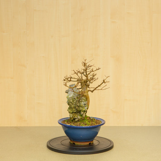 Buiten Bonsai Acer buergerianum met steenblauwe ovale pot 29 cm, hoogte ~51 cm