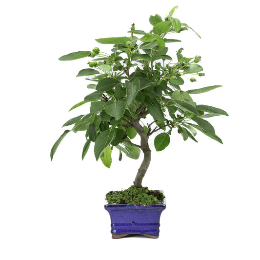 Bonsaï d'extérieur Malus, pot rectangulaire bleu de 15 cm, hauteur ~35 m