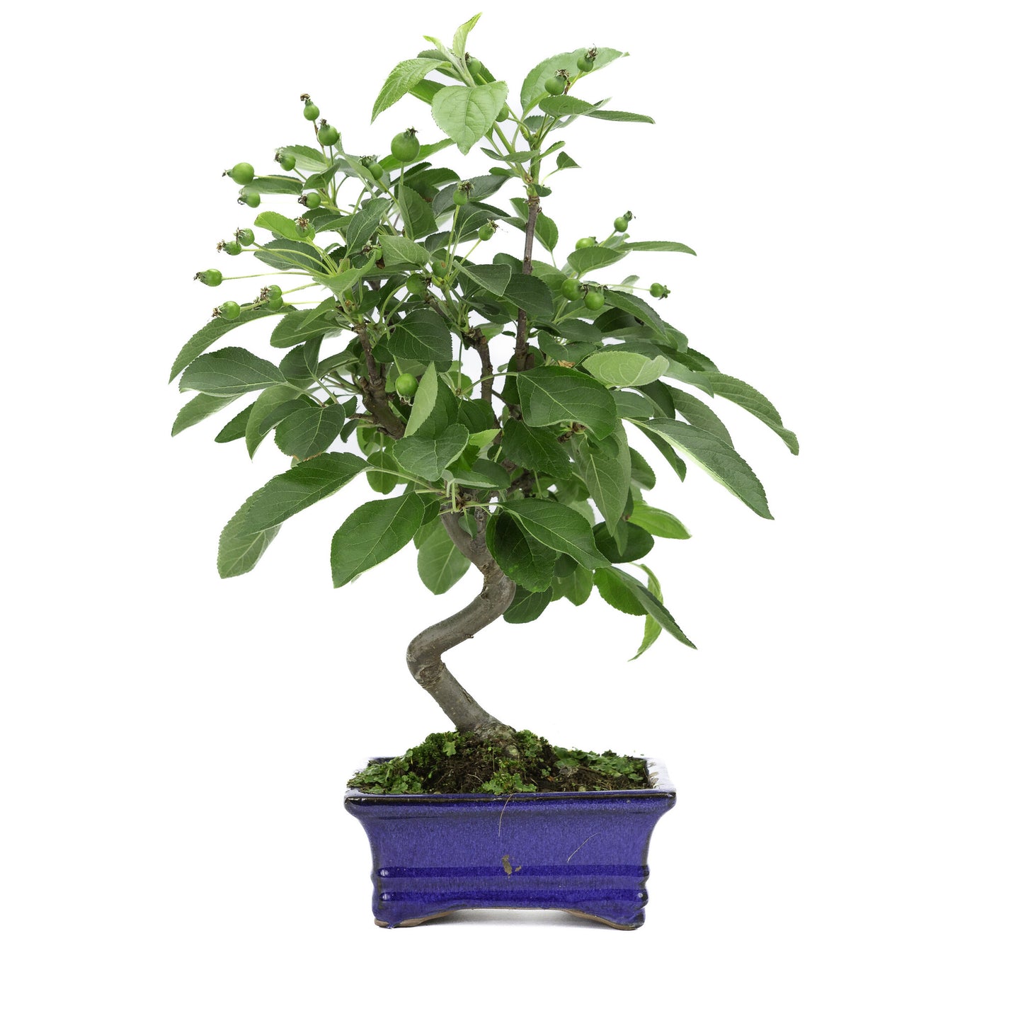 Bonsaï d'extérieur Malus, pot rectangulaire bleu de 15 cm, hauteur ~35 m