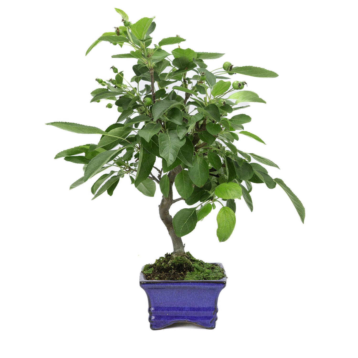 Buiten Bonsai Malus blauwe rechthoekige pot 15cm, hoogte ~35m