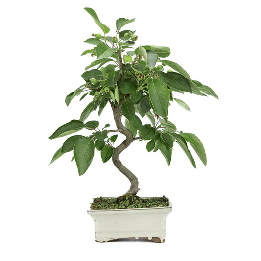 Buiten Bonsai Malus creme rechthoekige pot 15cm, hoogte ~35m