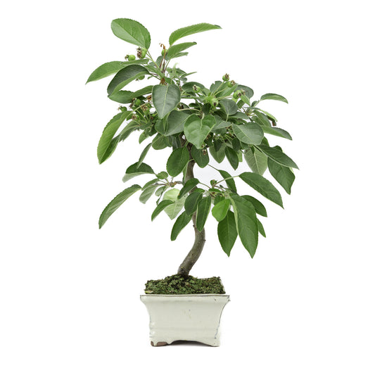 Buiten Bonsai Malus creme rechthoekige pot 15cm, hoogte ~35m