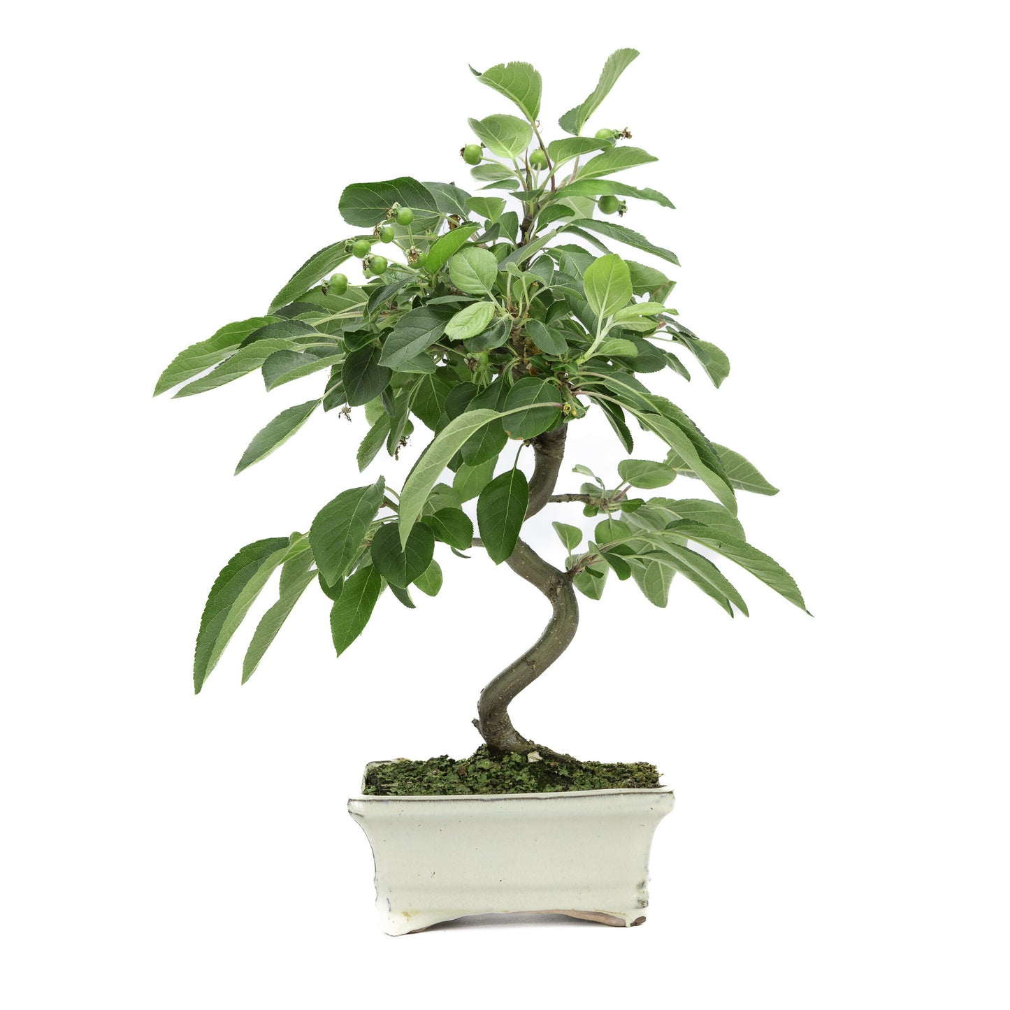 Buiten Bonsai Malus creme rechthoekige pot 15cm, hoogte ~35m