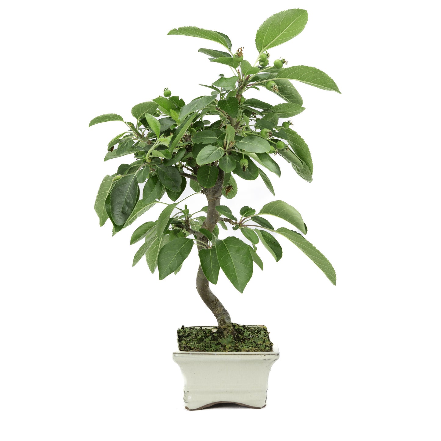 Buiten Bonsai Malus creme rechthoekige pot 15cm, hoogte ~35m
