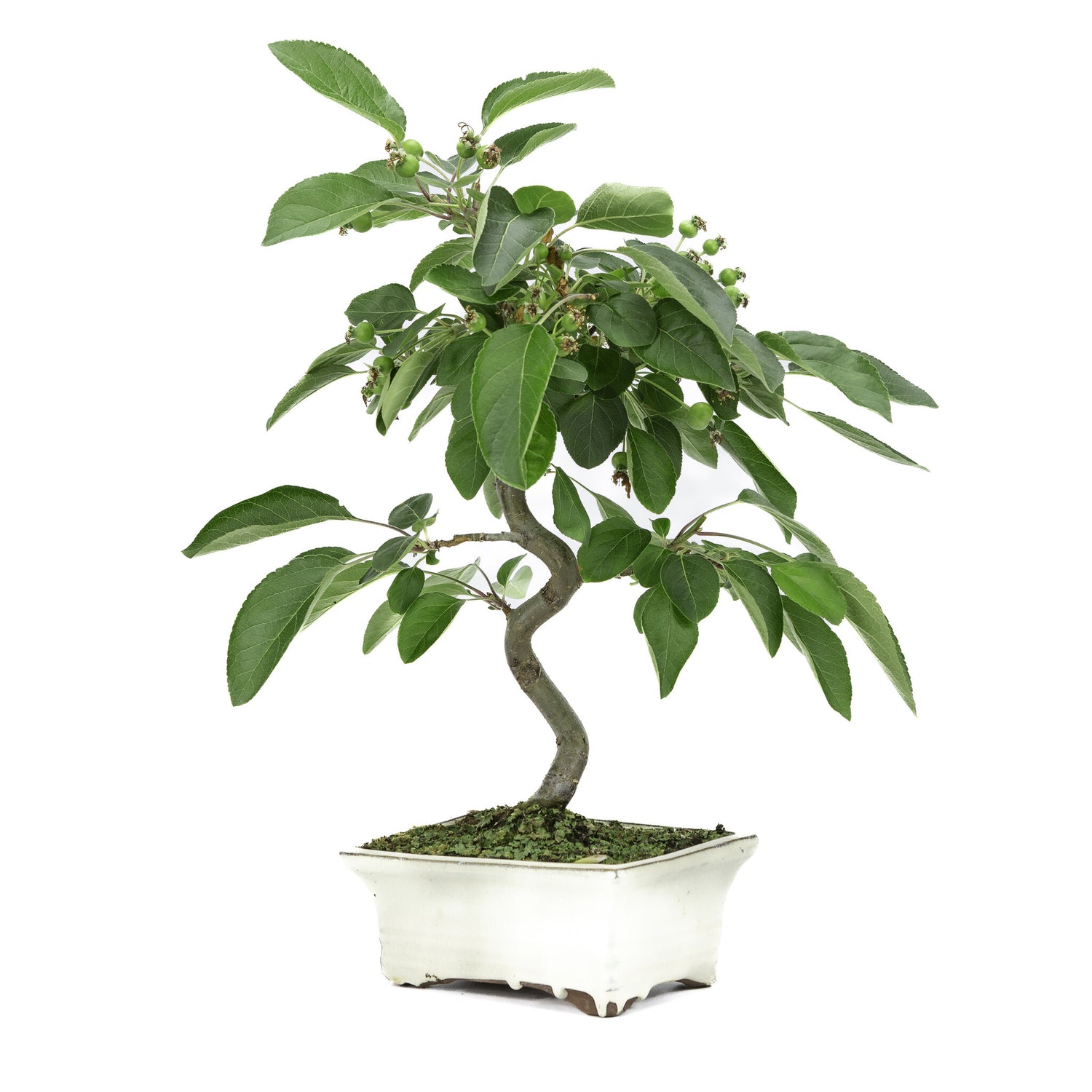 Buiten Bonsai Malus creme rechthoekige pot 15cm, hoogte ~35m