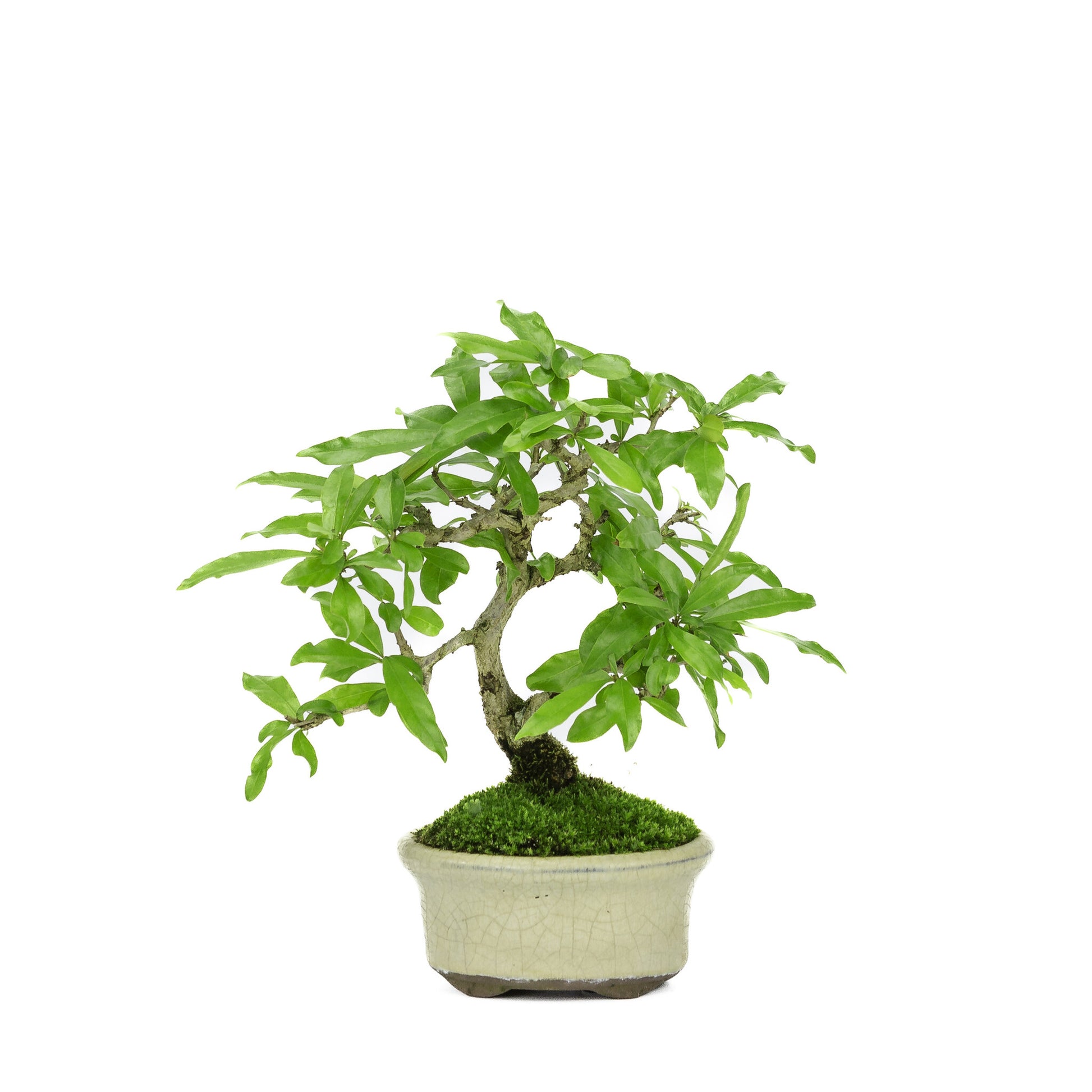 Bonsaï d'extérieur Shohin Punica Granatum pot ovale crème ~10 cm, hauteur ~19 cm