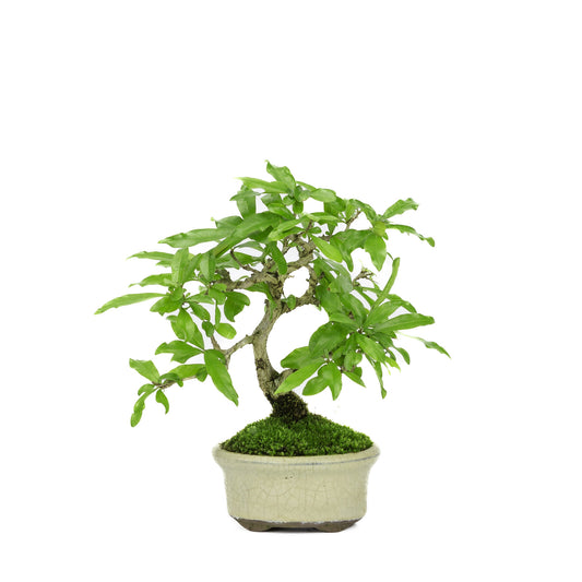 Bonsaï d'extérieur Shohin Punica Granatum pot ovale crème ~10 cm, hauteur ~19 cm