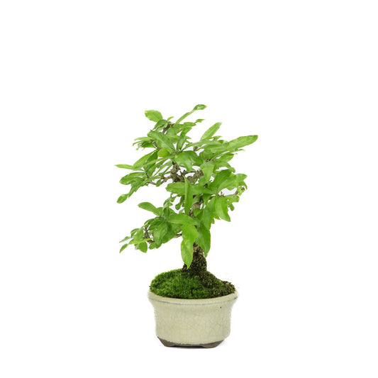 Bonsaï d'extérieur Shohin Punica Granatum pot ovale crème ~10 cm, hauteur ~19 cm