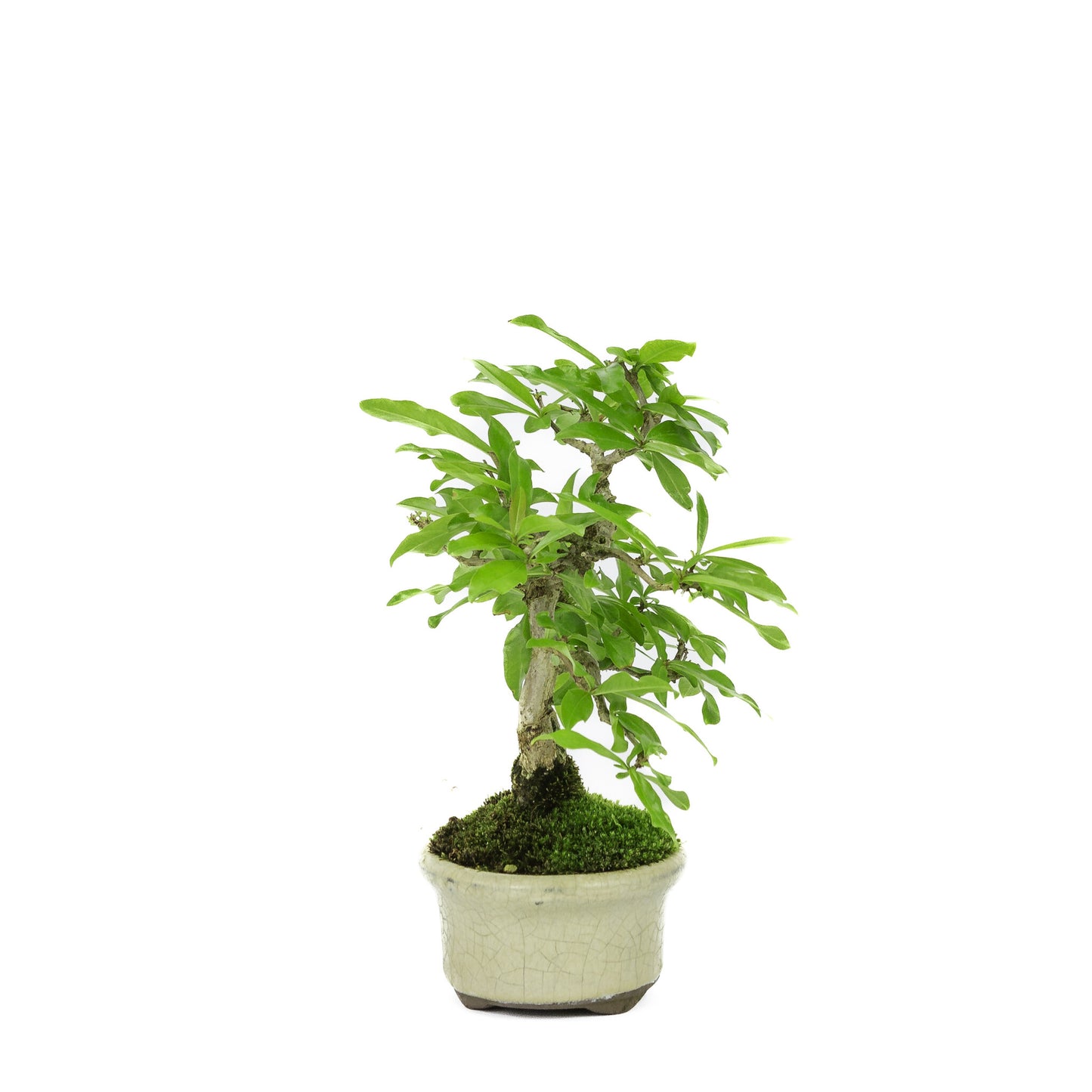 Bonsaï d'extérieur Shohin Punica Granatum pot ovale crème ~10 cm, hauteur ~19 cm