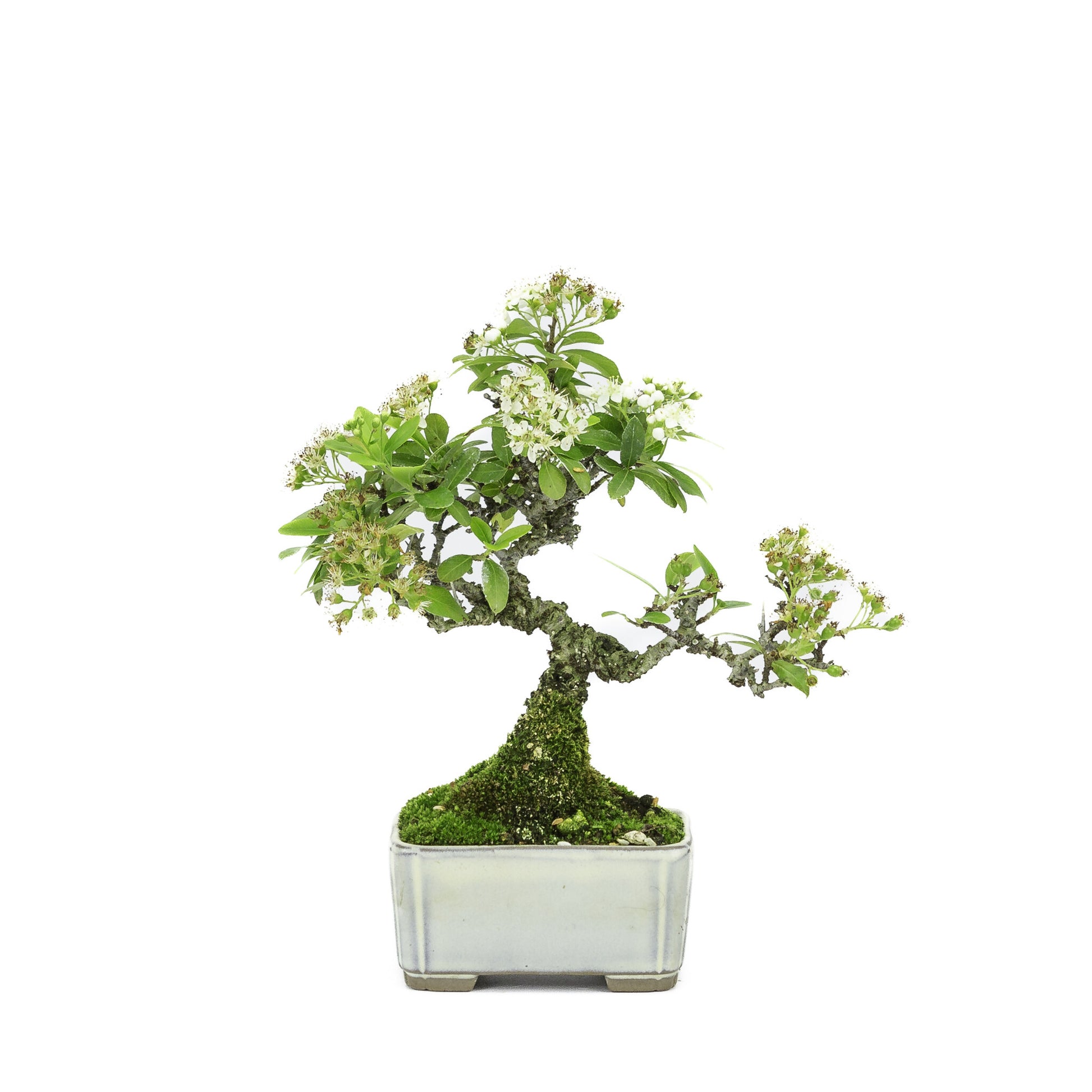 Bonsaï d'extérieur Shohin Pyracantha, pot rectangulaire crème, 8,5 cm, hauteur ~20 cm