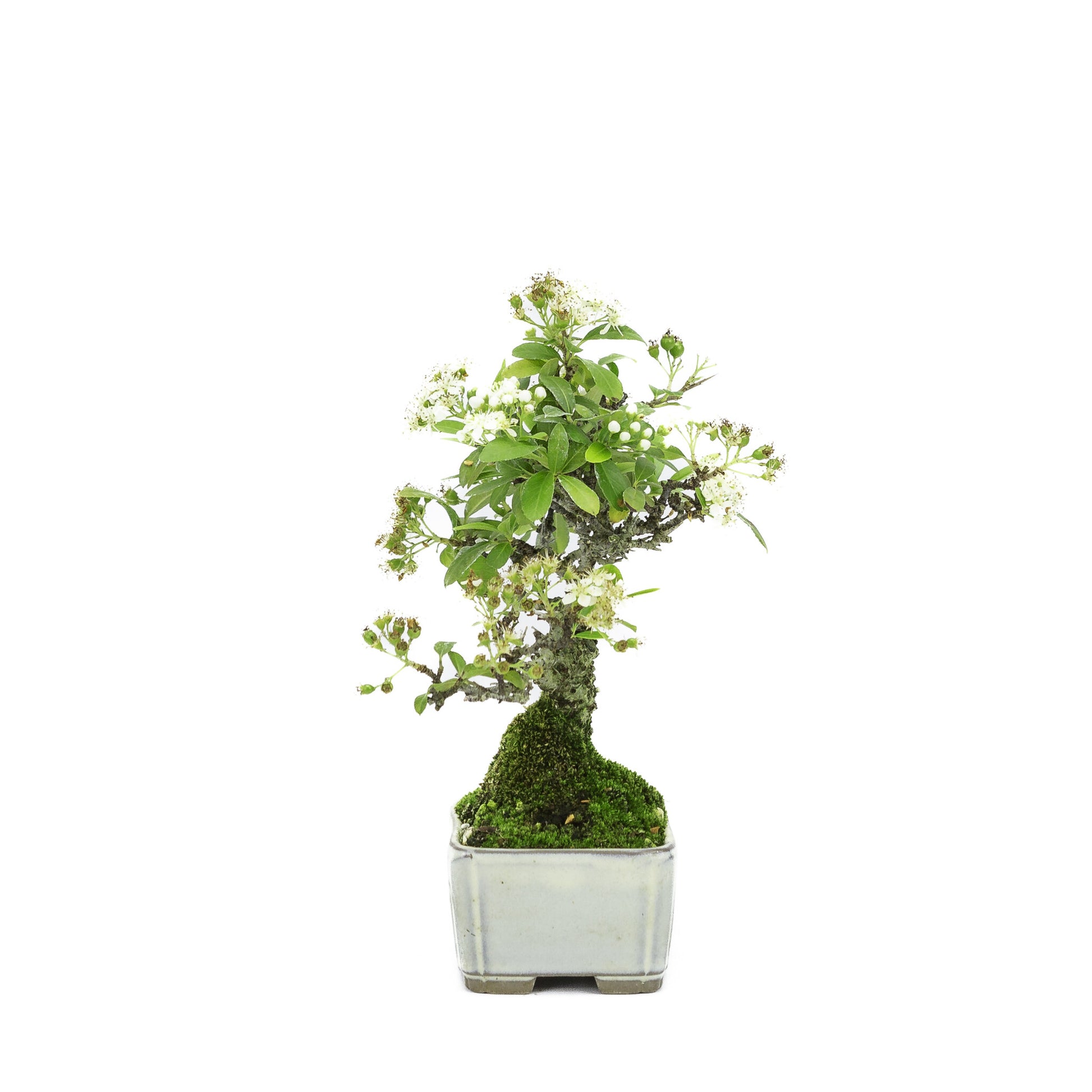 Bonsaï d'extérieur Shohin Pyracantha, pot rectangulaire crème, 8,5 cm, hauteur ~20 cm