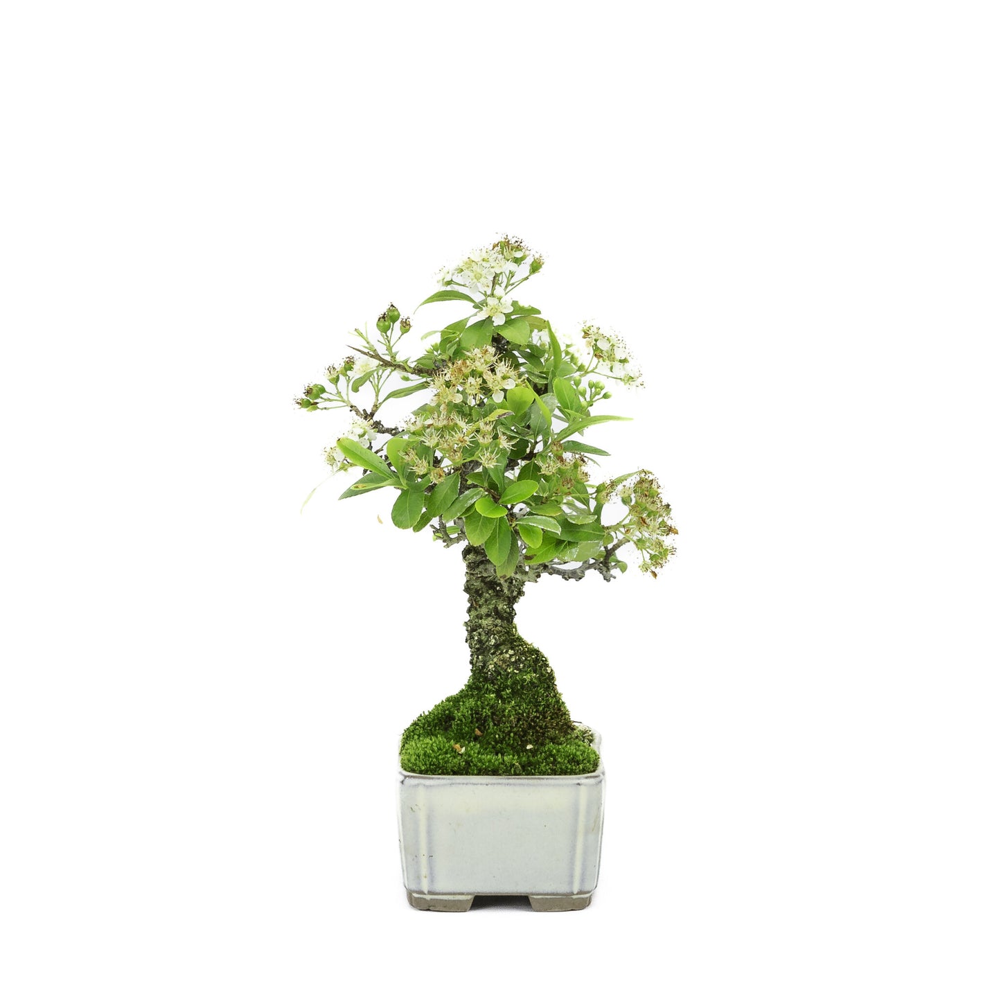 Bonsaï d'extérieur Shohin Pyracantha, pot rectangulaire crème, 8,5 cm, hauteur ~20 cm