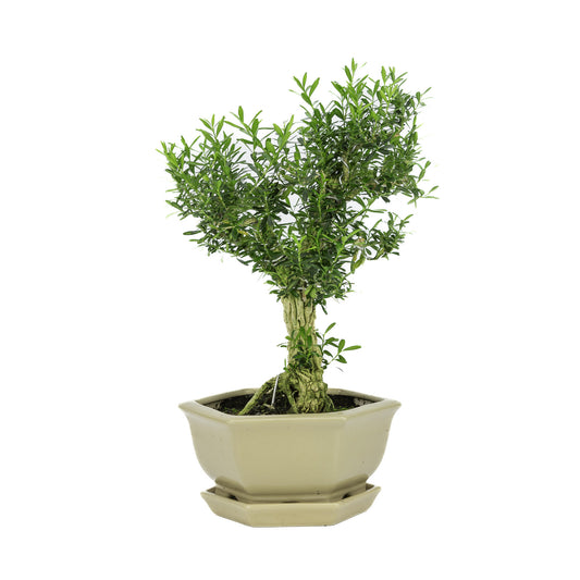 Binnen Bonsai Buxus harlandii zeshoekige creme pot 19cm, hoogte ~33cm