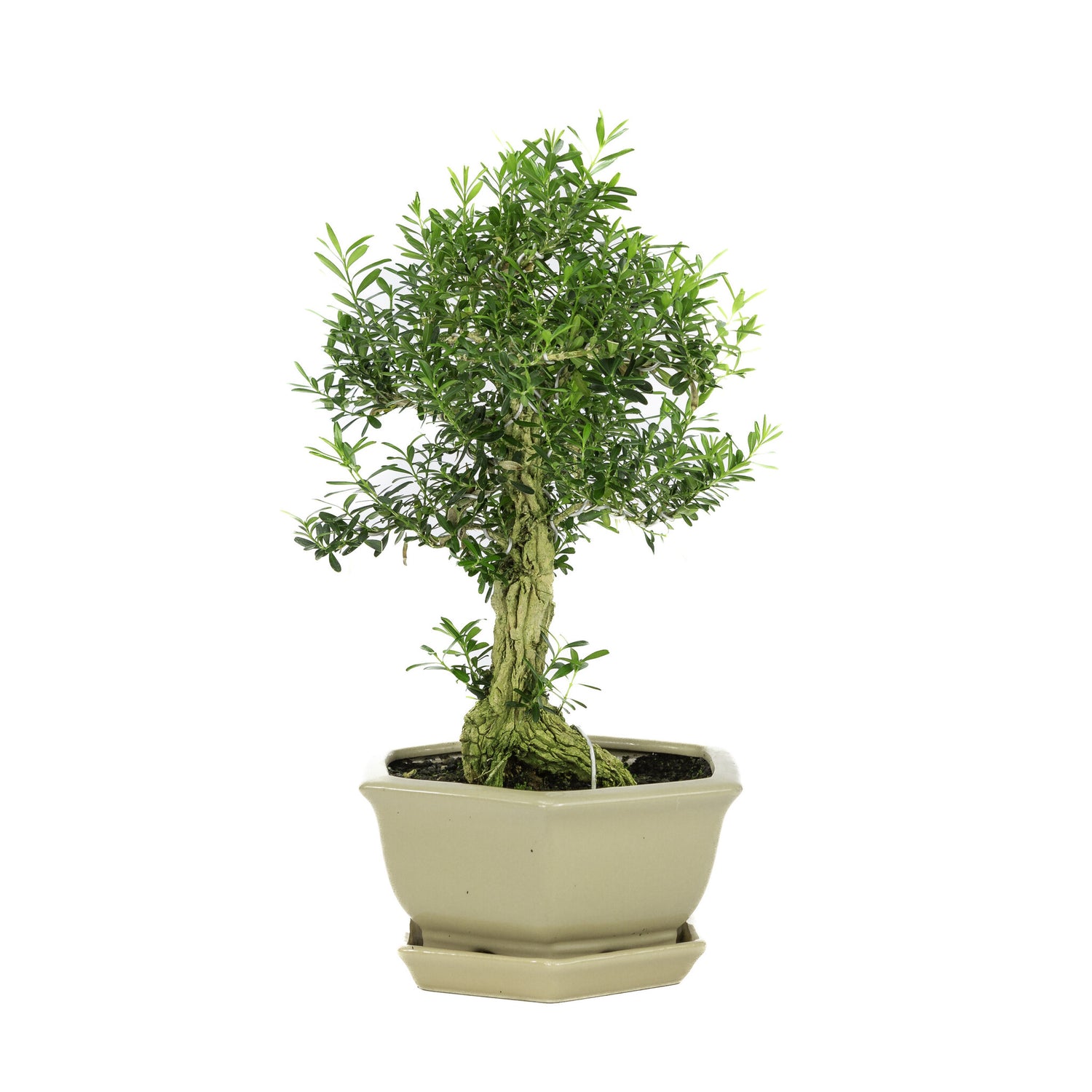 Binnen Bonsai Buxus harlandii zeshoekige creme pot 19cm, hoogte ~33cm