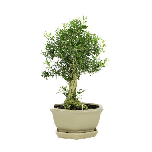 Binnen Bonsai Buxus harlandii zeshoekige creme pot 19cm, hoogte ~33cm