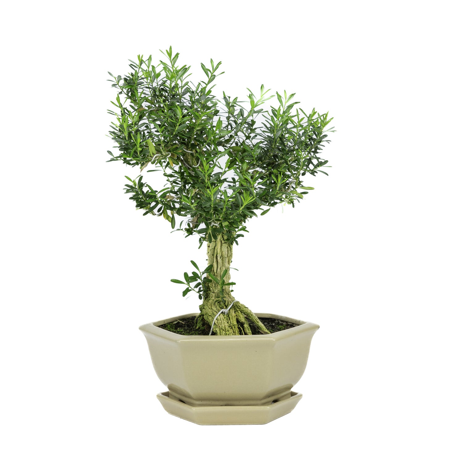 Binnen Bonsai Buxus harlandii zeshoekige creme pot 19cm, hoogte ~33cm