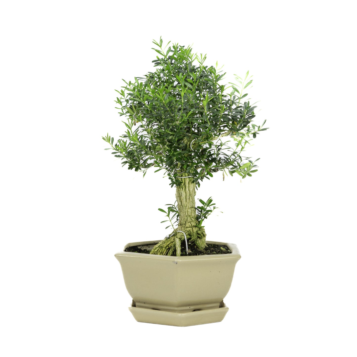 Binnen Bonsai Buxus harlandii zeshoekige creme pot 19cm, hoogte ~33cm